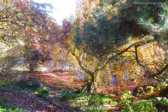 Картинка природа лес