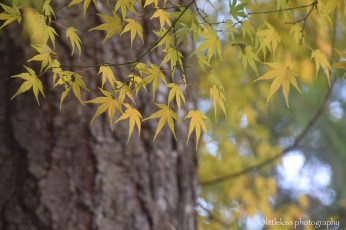 Картинка природа листья осень