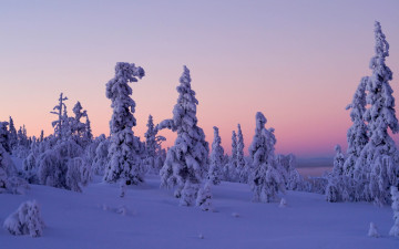 Картинка природа зима finland lapland levi закат деревья снег леви лапландия финляндия