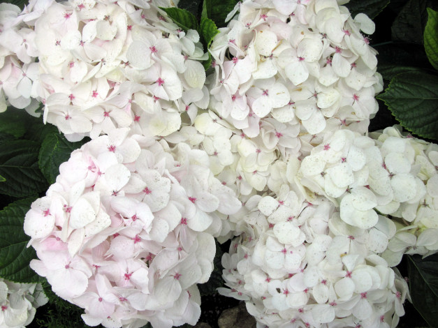 Обои картинки фото цветы, гортензия, нежный