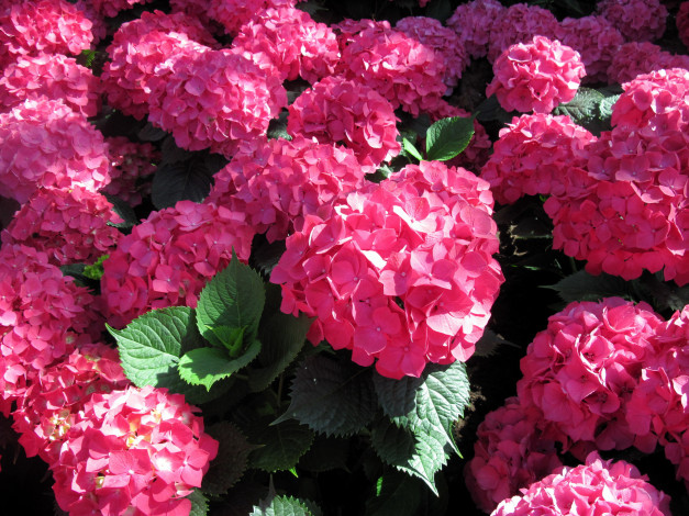 Обои картинки фото цветы, гортензия, розовый