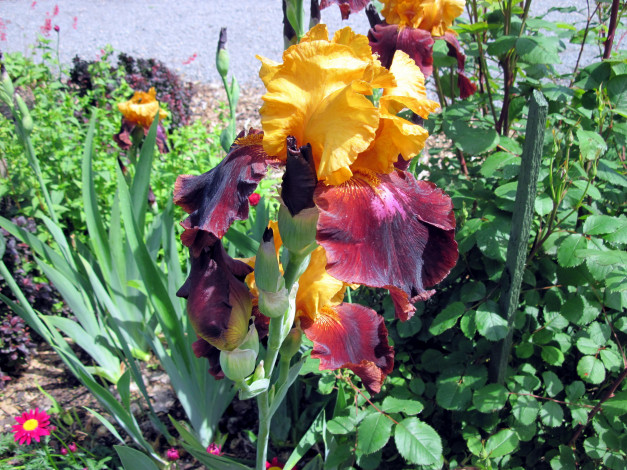 Обои картинки фото цветы, ирисы, бутоны