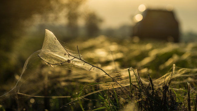 Обои картинки фото природа, макро, луг, утро, паутина