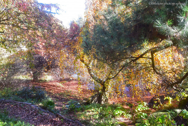 Обои картинки фото природа, лес