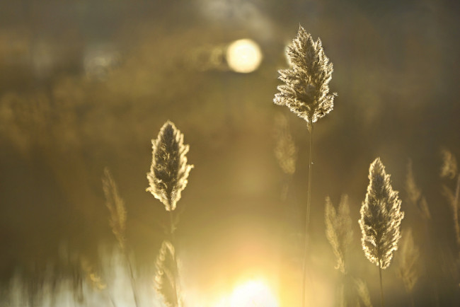 Обои картинки фото природа, макро, камыш