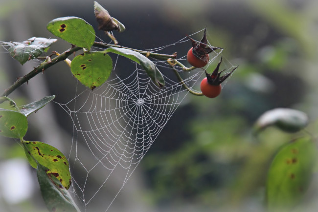 Обои картинки фото природа, макро, паутина, фон, капли