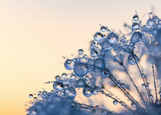 Обои картинки фото природа, макро, фон, капли