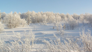 Картинка природа зима деревья снег