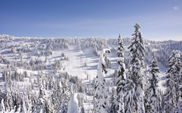 Картинка природа зима деревья снег