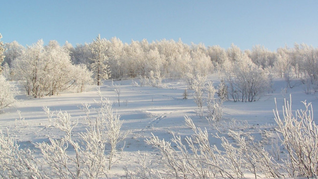 Обои картинки фото природа, зима, деревья, снег