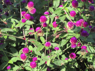 Картинка цветы фиолетовые