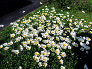 Картинка цветы ромашки белый