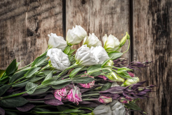 Картинка цветы эустома бутоны