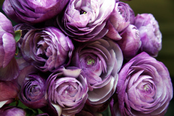 Картинка цветы ранункулюс+ азиатский+лютик сиреневый
