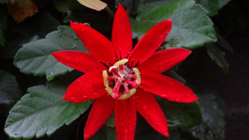 Картинка цветы пассифлора макро