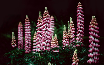 Картинка цветы люпин розовый