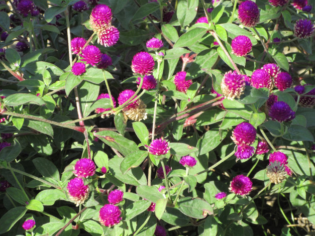 Обои картинки фото цветы, фиолетовые