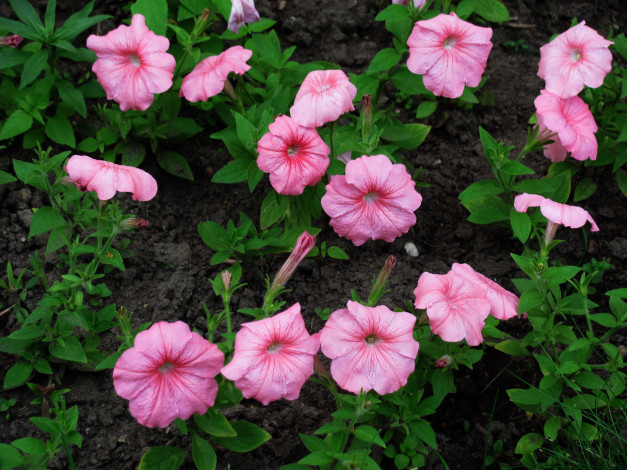 Обои картинки фото цветы, петунии,  калибрахоа, розовый