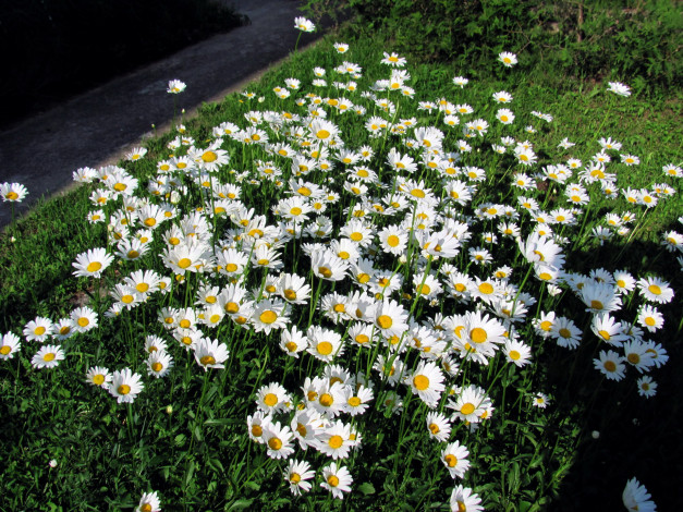 Обои картинки фото цветы, ромашки, белый