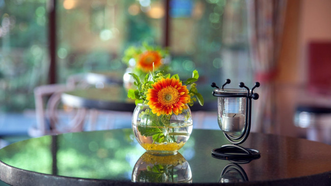 Обои картинки фото цветы, герберы, гербера, свеча