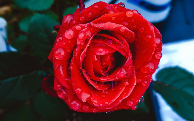 Обои картинки фото цветы, розы, капли