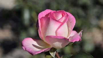 Картинка цветы розы лепестки