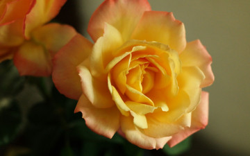 Картинка цветы розы макро