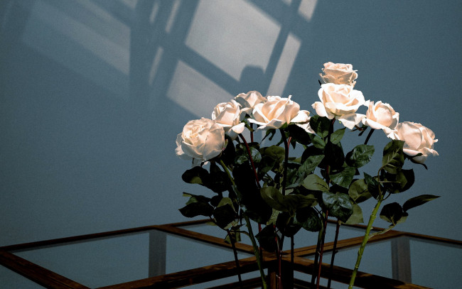 Обои картинки фото цветы, розы, бутоны