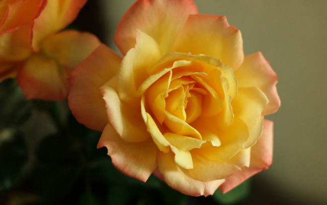 Обои картинки фото цветы, розы, макро