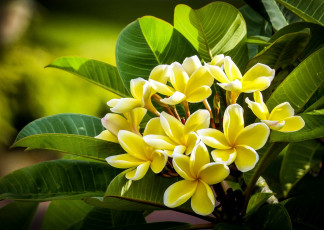 Картинка цветы плюмерия куст