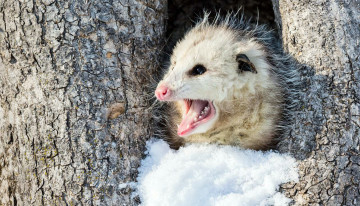 Картинка opossum животные опоссумы опоссум опоссумовые зверёк мех хвостик мордочка млекопитающие