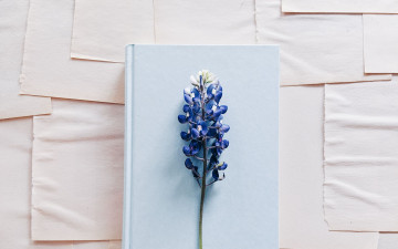 Картинка цветы люпин книга гроздь