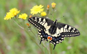 Картинка makhaon животные бабочки +мотыльки +моли бабочка махаон чешуекрылые парусники хвостоносцы махаоны насекомые