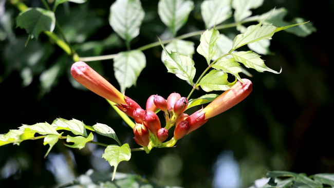 Обои картинки фото цветы, кампсис , текома, бутоны