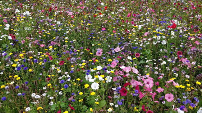 Обои картинки фото цветы, луговые , полевые,  цветы, одуванчики, васильки, лаватера