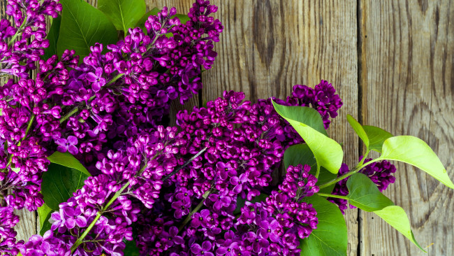 Обои картинки фото цветы, сирень, ветки, сиреневая