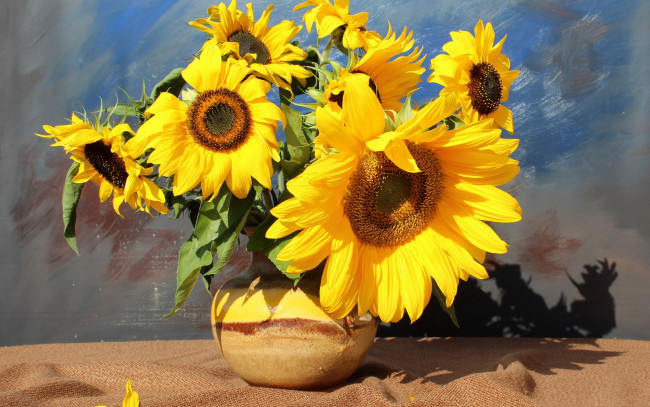 Обои картинки фото цветы, подсолнухи, подсолнух