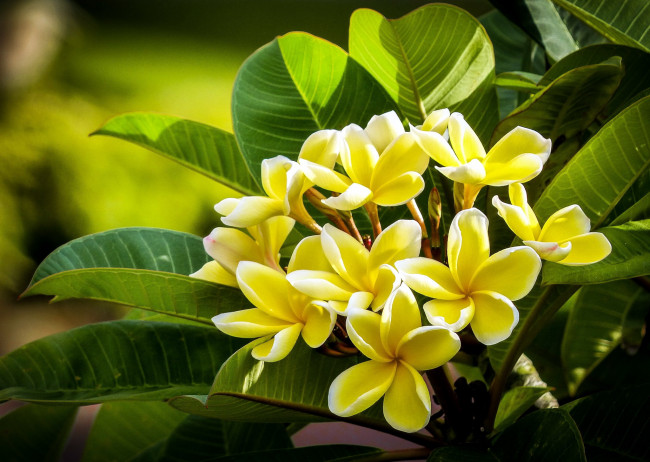 Обои картинки фото цветы, плюмерия, куст