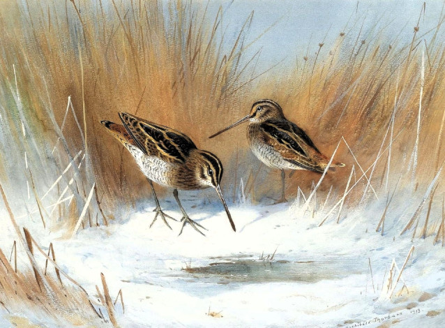 Обои картинки фото рисованное, archibald thorburn, кулики, трава, снег