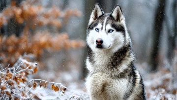 Картинка 3д+графика животные+ animals лайка хаски собака снег ветки