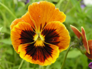 Картинка цветы анютины глазки садовые фиалки