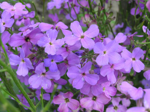 Картинка матиола цветы левкой