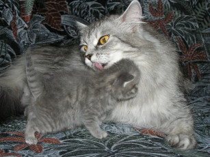 Картинка животные коты