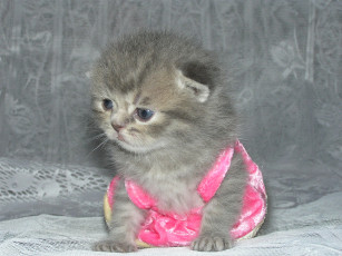 Картинка животные коты