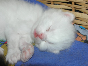 Картинка животные коты