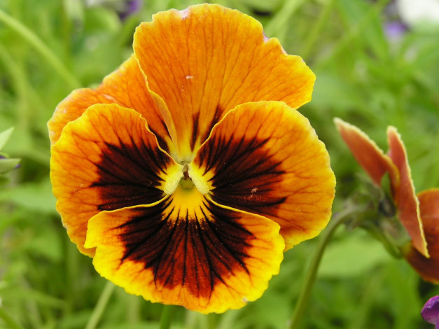 Обои картинки фото цветы, анютины, глазки, садовые, фиалки