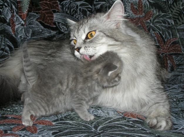 Обои картинки фото животные, коты