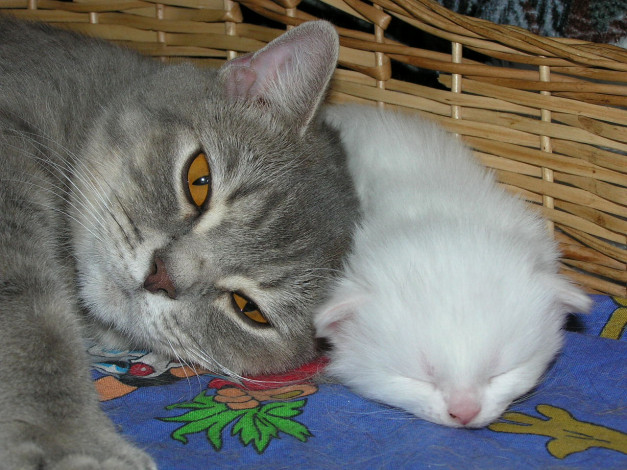 Обои картинки фото животные, коты