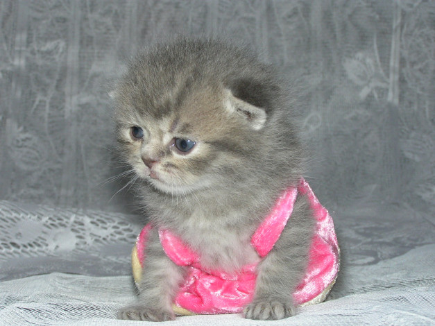 Обои картинки фото животные, коты