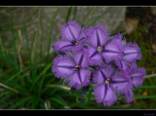 Картинка цветы традесканции